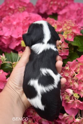 Les chiots de Cavalier King Charles Spaniel