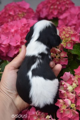Les chiots de Cavalier King Charles Spaniel