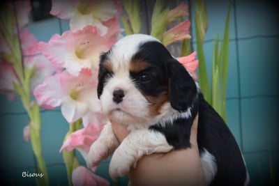Les chiots de Cavalier King Charles Spaniel