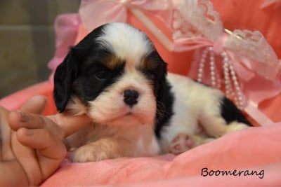 Les chiots de Cavalier King Charles Spaniel