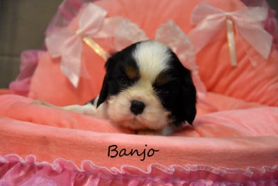 Les chiots de Cavalier King Charles Spaniel