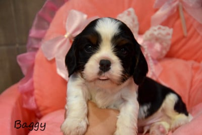 Les chiots de Cavalier King Charles Spaniel