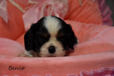 Les chiots de Cavalier King Charles Spaniel