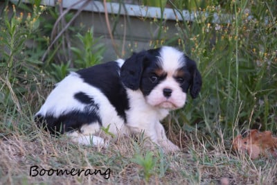 Les chiots de Cavalier King Charles Spaniel