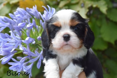 Les chiots de Cavalier King Charles Spaniel