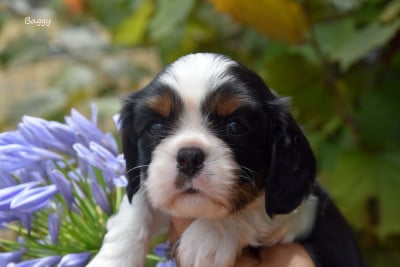 Les chiots de Cavalier King Charles Spaniel