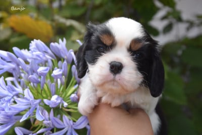 Les chiots de Cavalier King Charles Spaniel