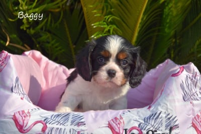 Les chiots de Cavalier King Charles Spaniel