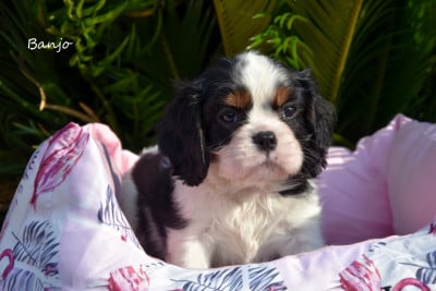 Les chiots de Cavalier King Charles Spaniel