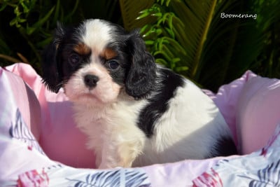 Les chiots de Cavalier King Charles Spaniel