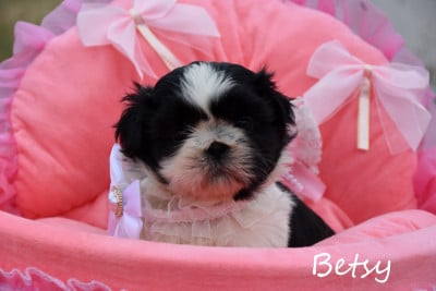 Les chiots de Shih Tzu