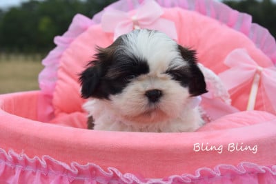 Les chiots de Shih Tzu