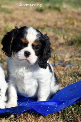 Boomerang de la plaine du jaelma - Cavalier King Charles Spaniel