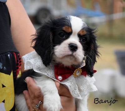 Les chiots de Cavalier King Charles Spaniel