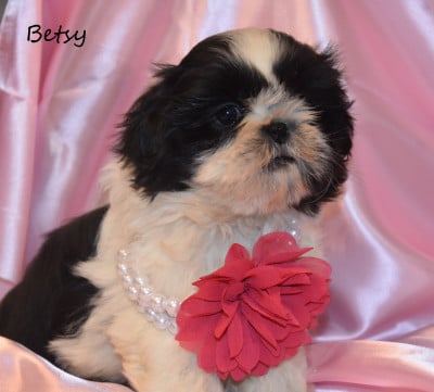 Les chiots de Shih Tzu