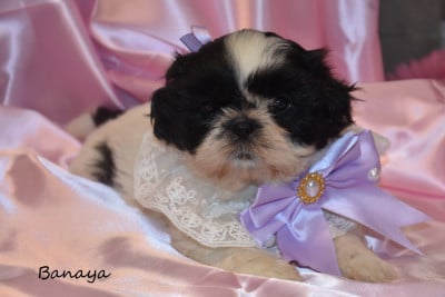 Les chiots de Shih Tzu