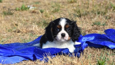 Les chiots de Cavalier King Charles Spaniel