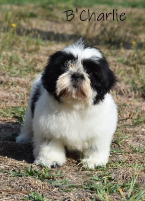 Les chiots de Shih Tzu