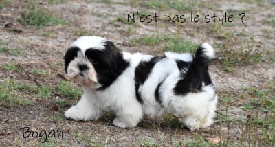 Biscuit - Shih Tzu