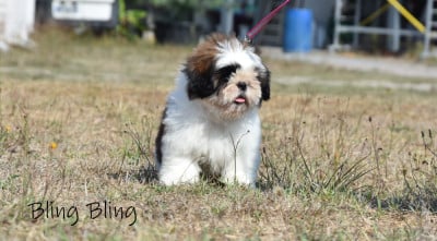 Bling Bling de la plaine du jaelma - Shih Tzu