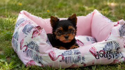 Les chiots de Yorkshire Terrier