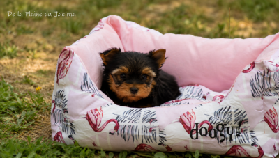 Les chiots de Yorkshire Terrier