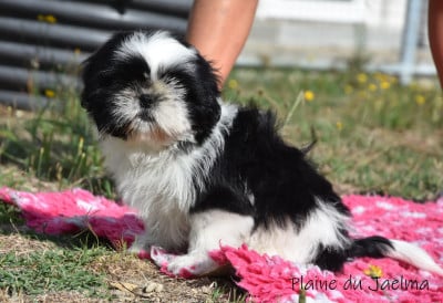 Les chiots de Shih Tzu