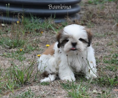 Les chiots de Shih Tzu
