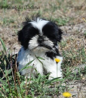 Les chiots de Shih Tzu