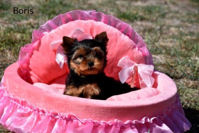 Les chiots de Yorkshire Terrier