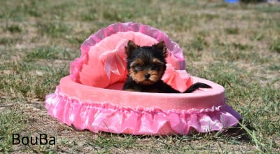 Les chiots de Yorkshire Terrier