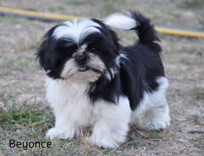 Les chiots de Shih Tzu