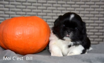 Les chiots de Shih Tzu