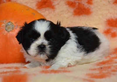Les chiots de Shih Tzu