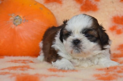 Les chiots de Shih Tzu