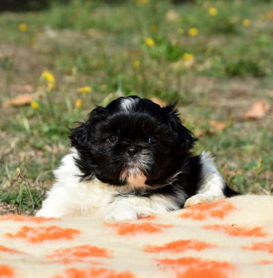 Bill de la plaine du jaelma - Shih Tzu