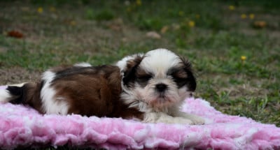 Les chiots de Shih Tzu