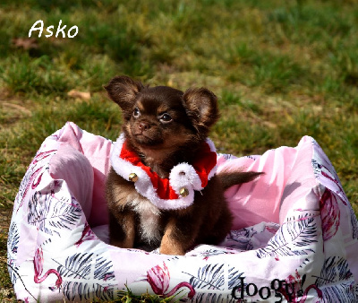 Les chiots de Chihuahua