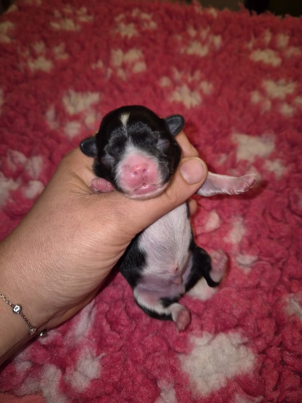 Chihuahua - de la plaine du Jaelma