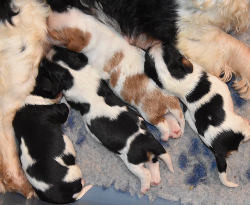 Cavalier King Charles Spaniel - de la plaine du Jaelma