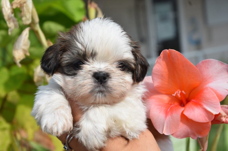 Shih Tzu - de la plaine du Jaelma
