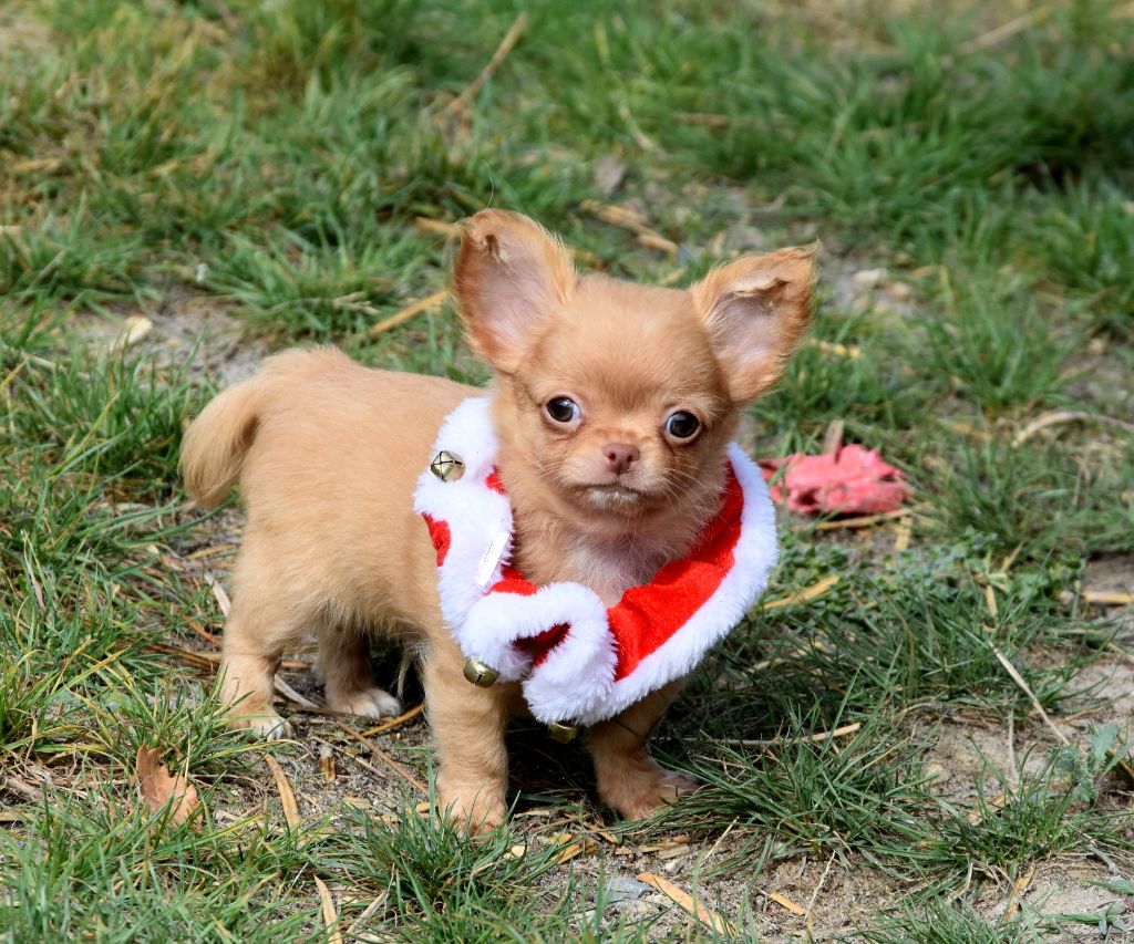 Adonis de la plaine du jaelma