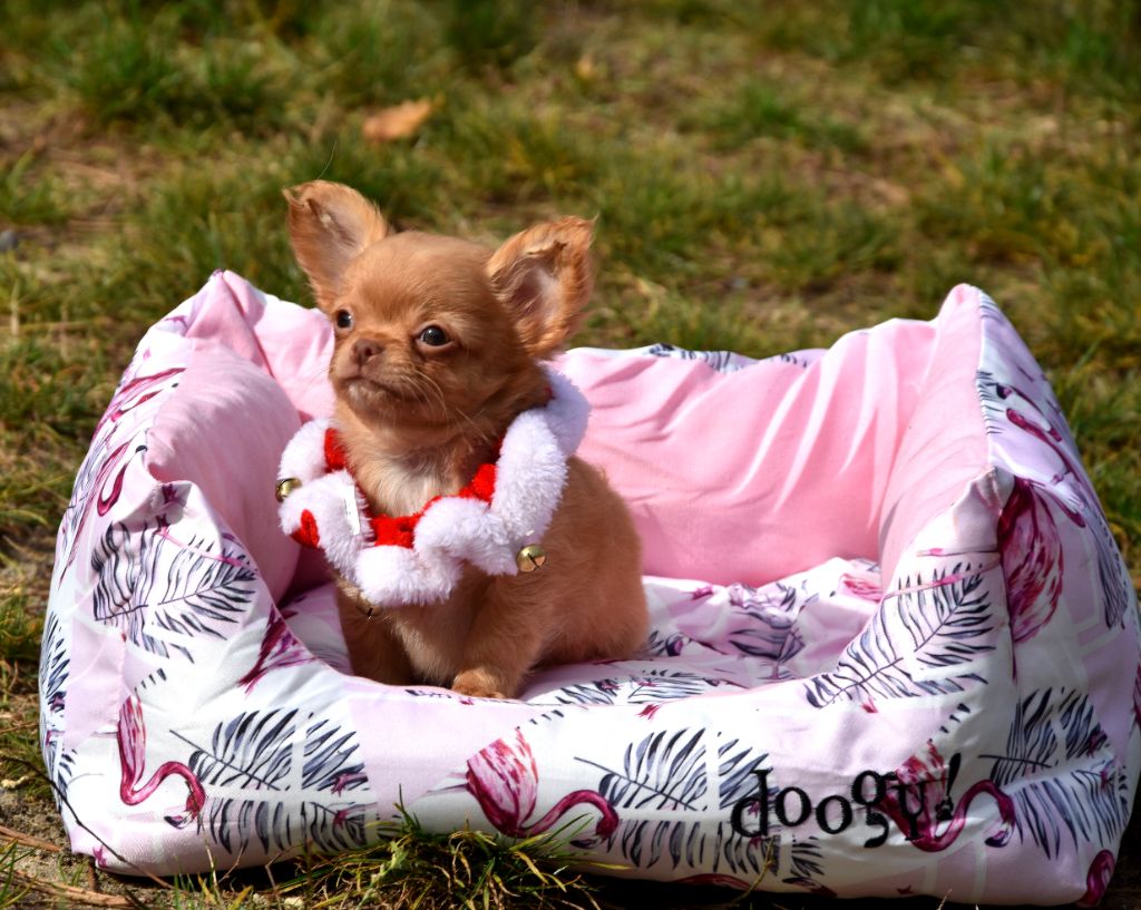 Adonis de la plaine du jaelma