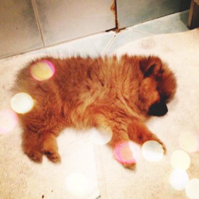 Helma du domaine des quatre Pierres