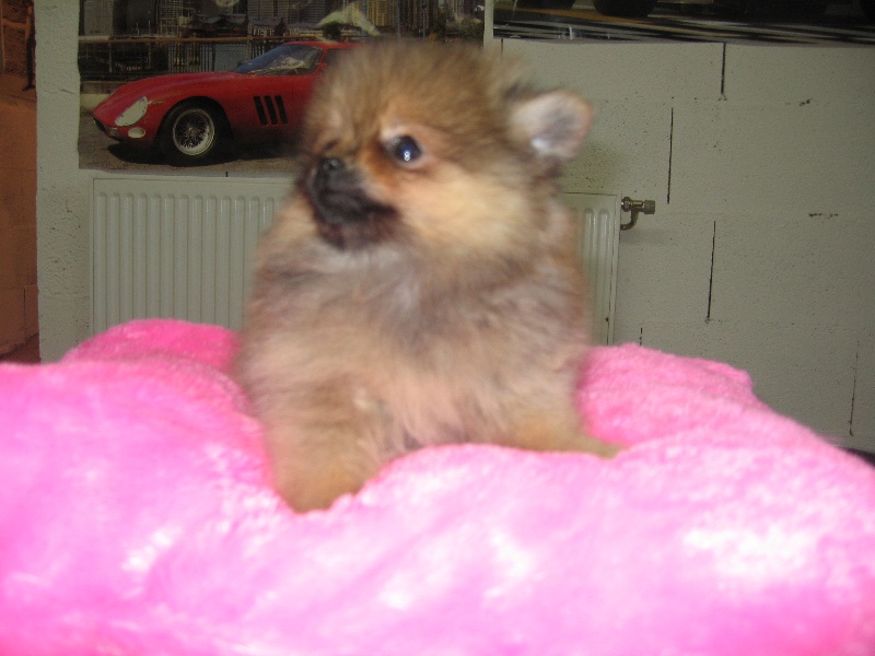 Helma du domaine des quatre Pierres