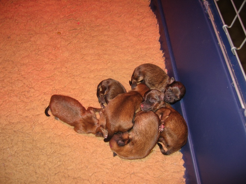 Helma du domaine des quatre Pierres