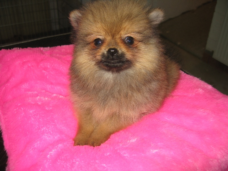 Helma du domaine des quatre Pierres