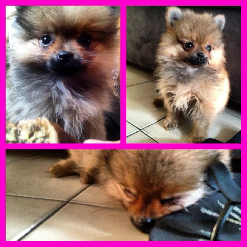 Helma du domaine des quatre Pierres