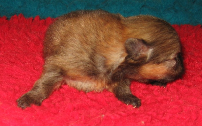 Helma du domaine des quatre Pierres