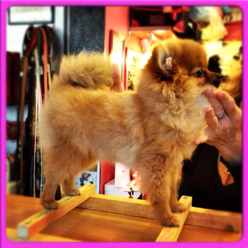 Helma du domaine des quatre Pierres